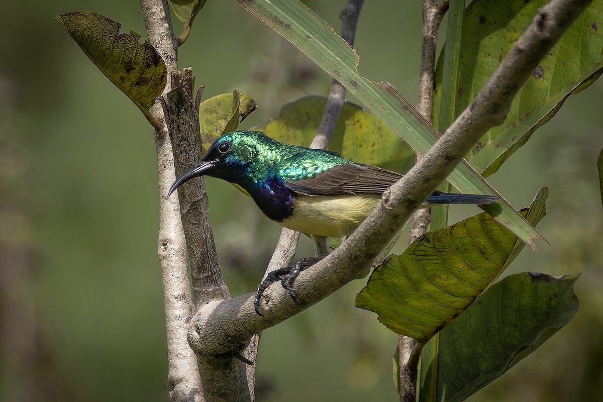 Variable Sunbird - ML646843330