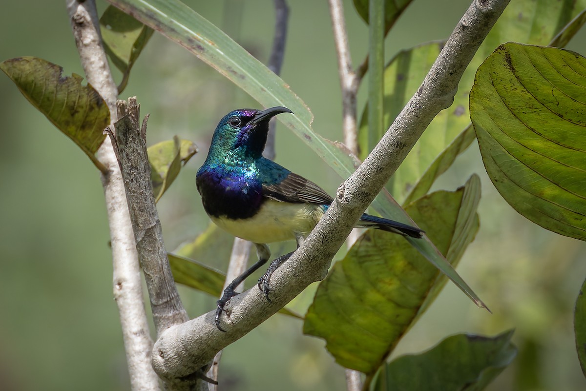 Variable Sunbird - ML646843331
