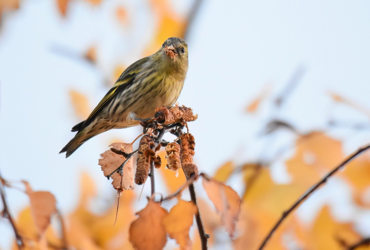 חורפי - ML646843333