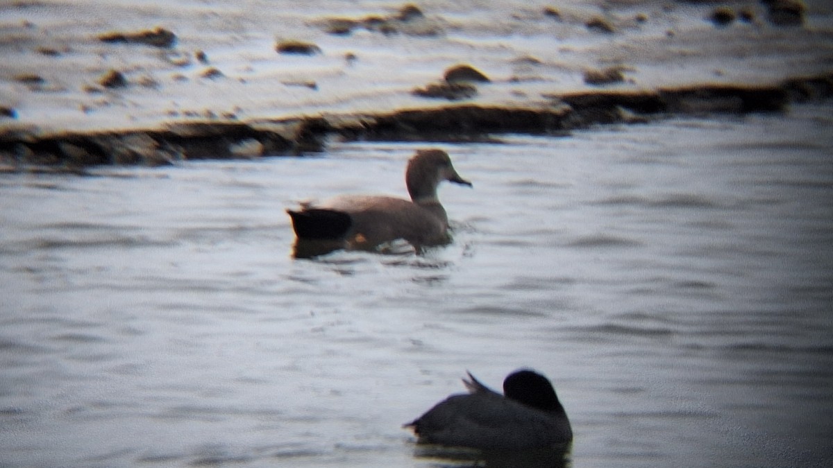 Gadwall - ML646843336