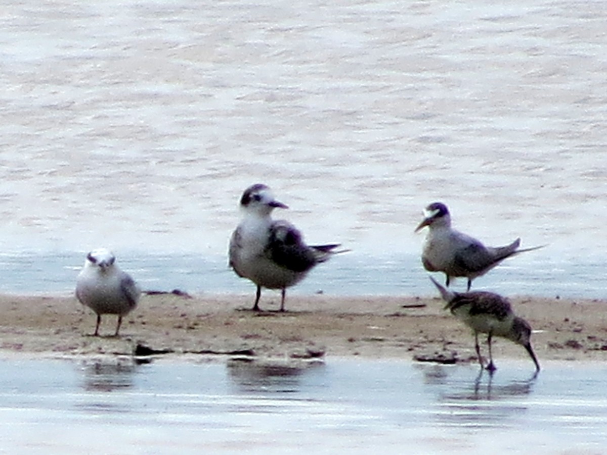 Black Tern - ML646843337
