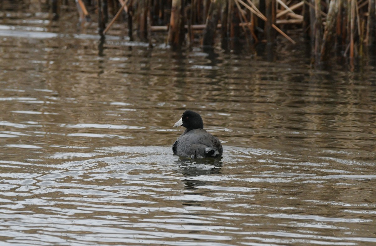アメリカオオバン - ML646843341
