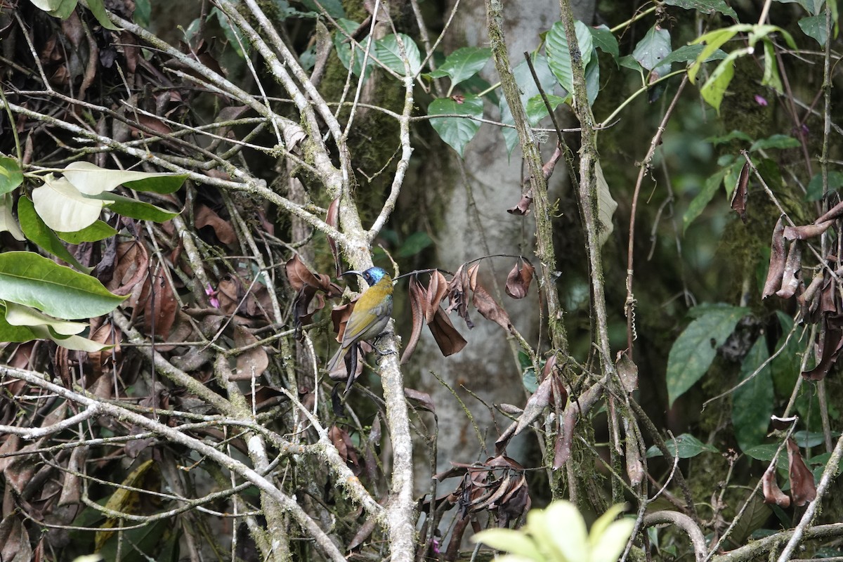 Blue-headed Sunbird - ML646843351
