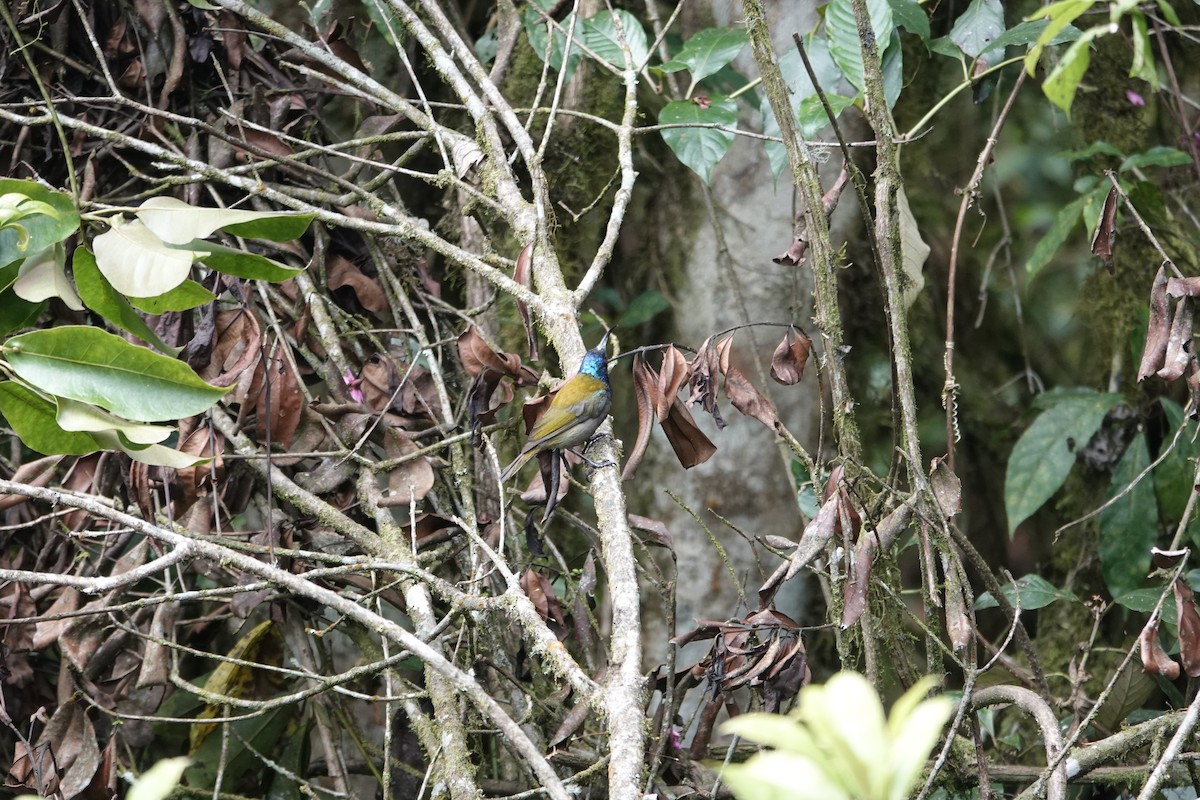 Blue-headed Sunbird - ML646843352