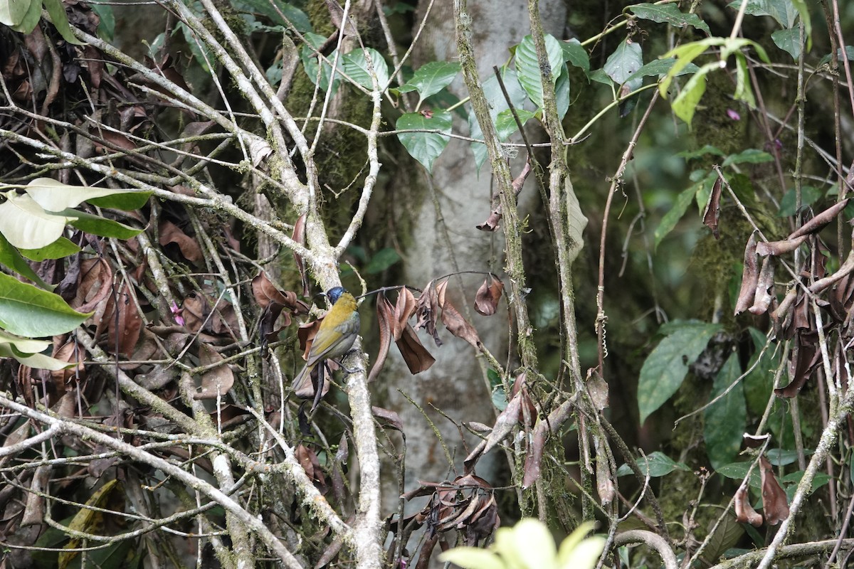 Blue-headed Sunbird - ML646843353