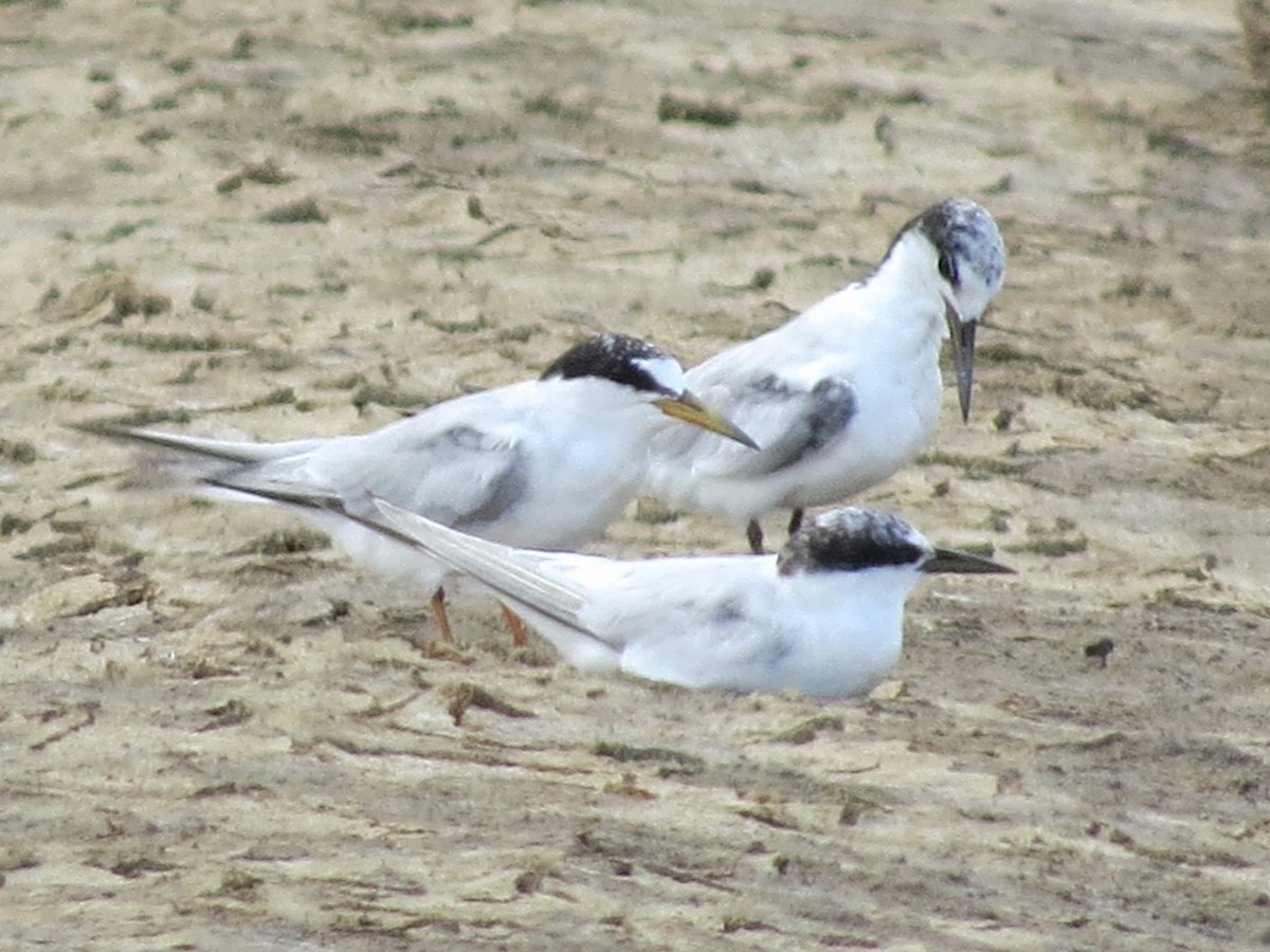 Gull-billed Tern - ML646843358