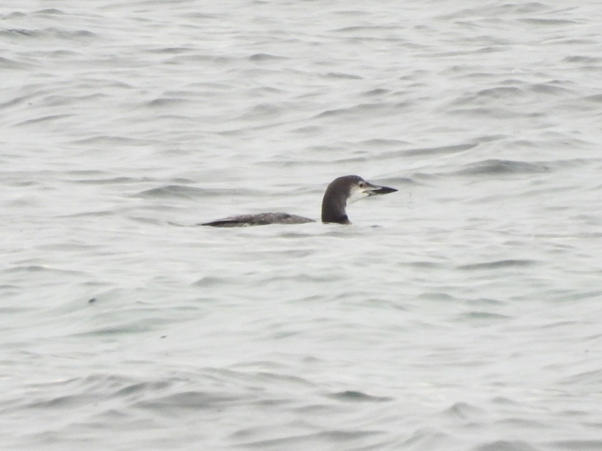 Common Loon - ML646843362