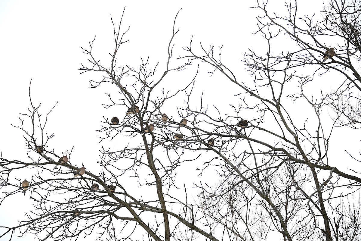 Mourning Dove - ML646843364