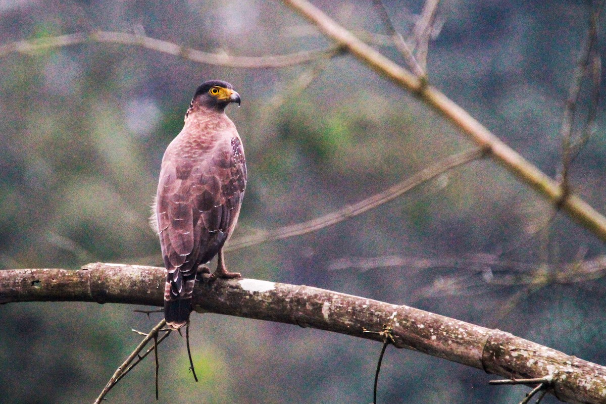 Haubenschlangenadler - ML646843366
