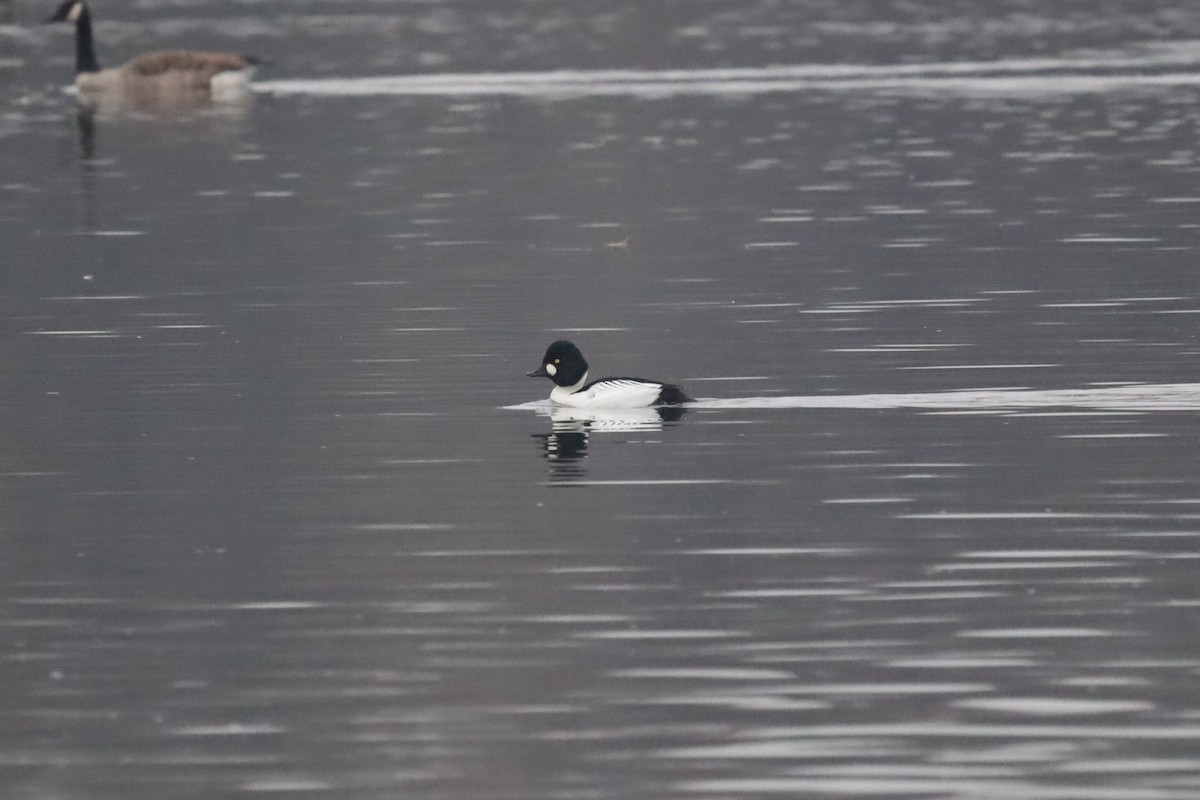 Porrón Osculado - ML646843368