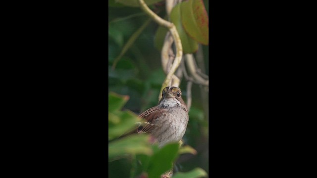 White-throated Sparrow - ML646843370