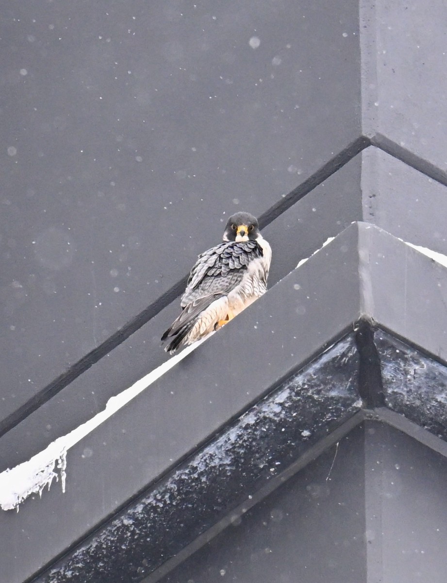 Peregrine Falcon - ML646843371