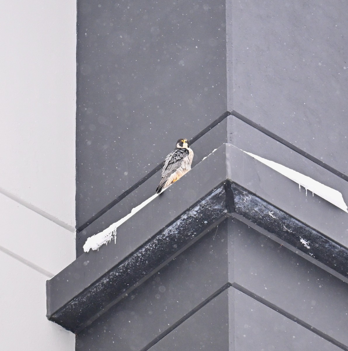 Peregrine Falcon - ML646843372