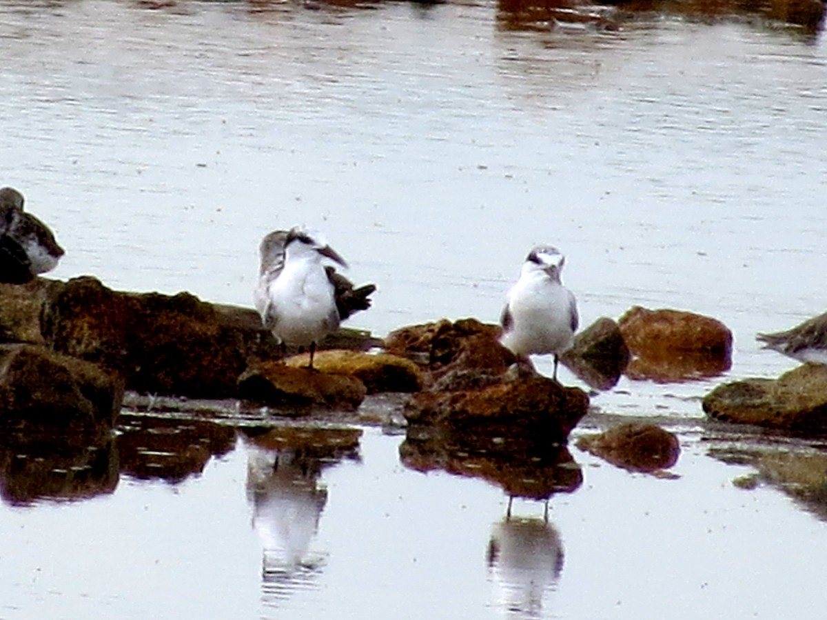 Least Tern - ML646843374
