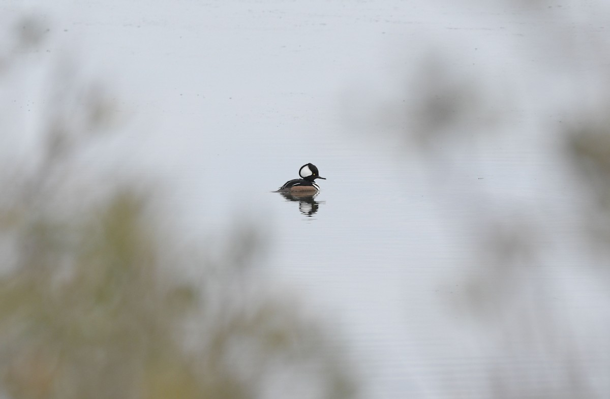 オウギアイサ - ML646843375