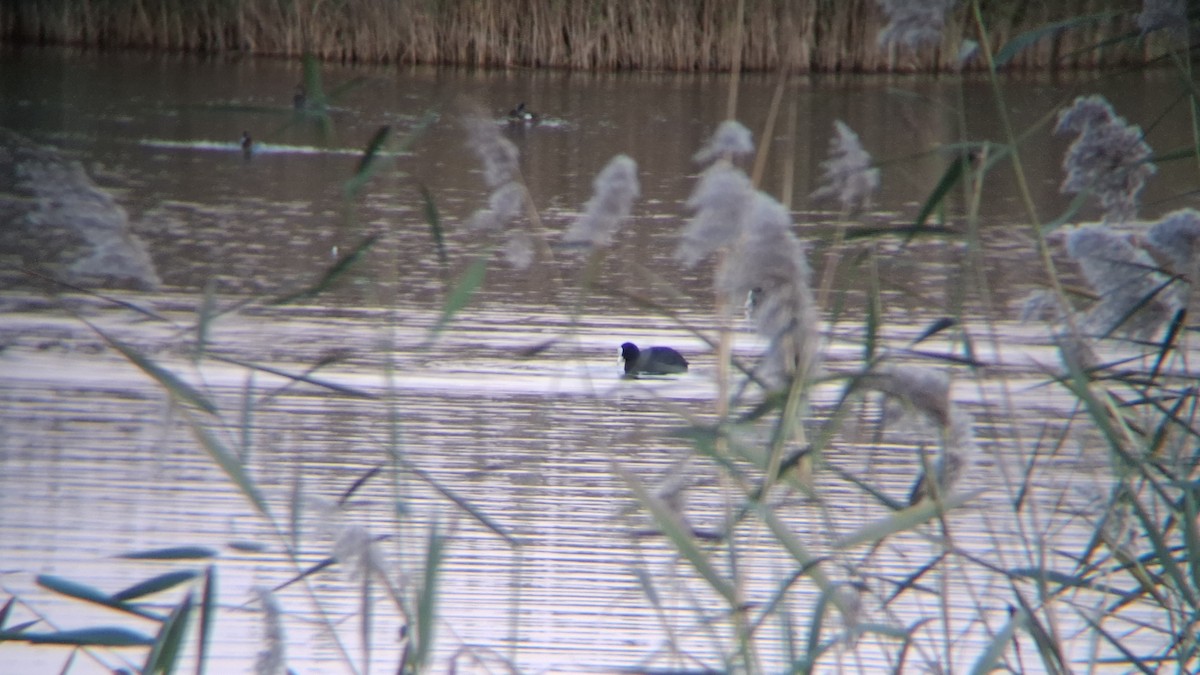 Eurasian Coot - ML646843381