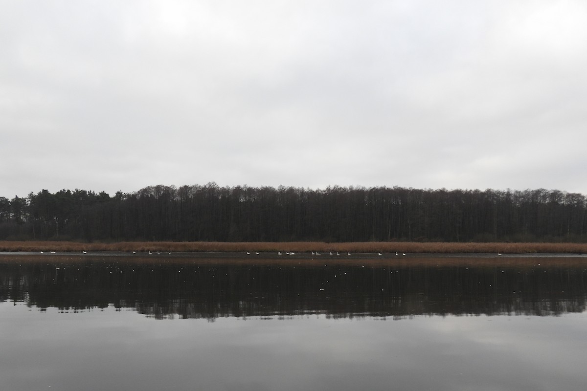 Tundra Swan - ML646843382