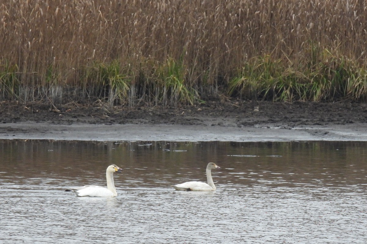 Tundra Swan - ML646843383