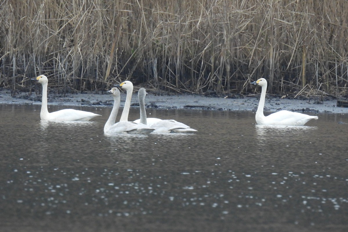 Tundra Swan - ML646843384