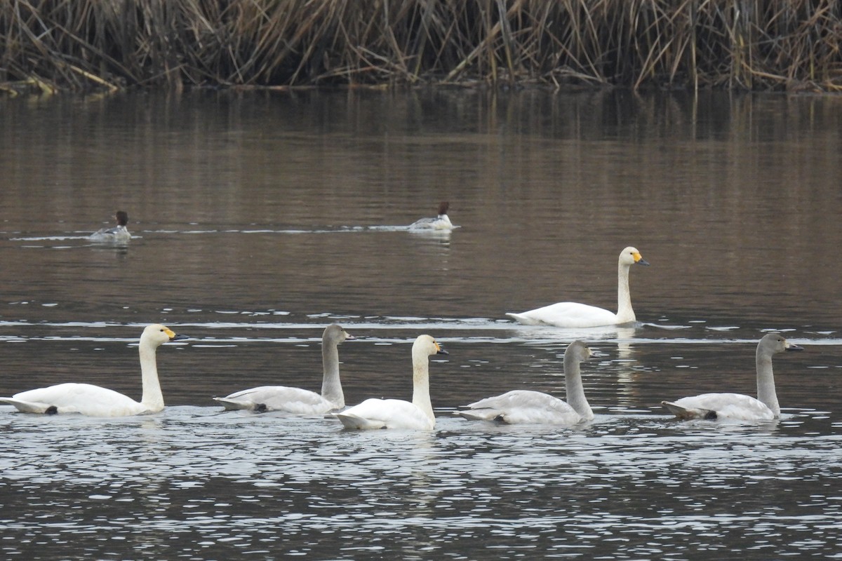 Tundra Swan - ML646843385