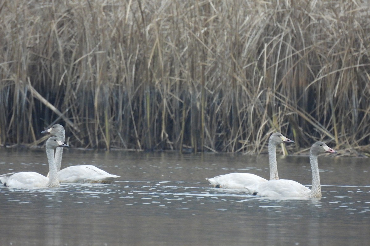 Tundra Swan - ML646843386