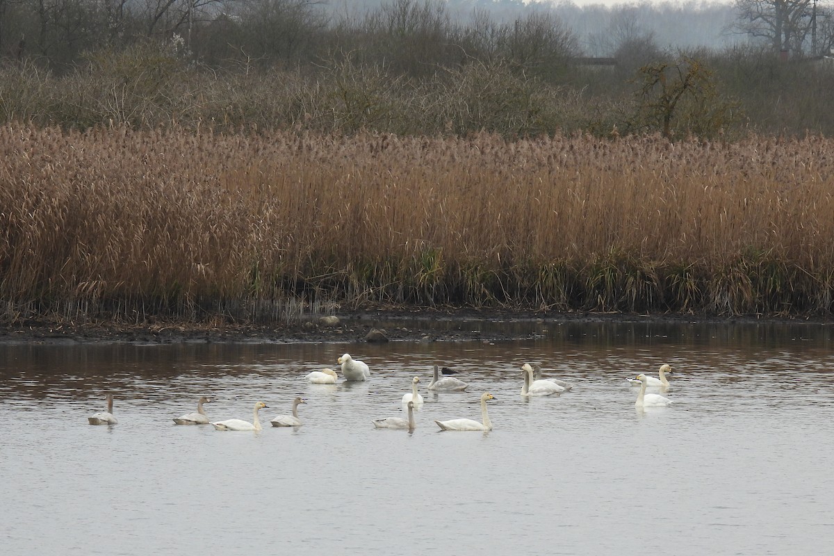 Tundra Swan - ML646843387