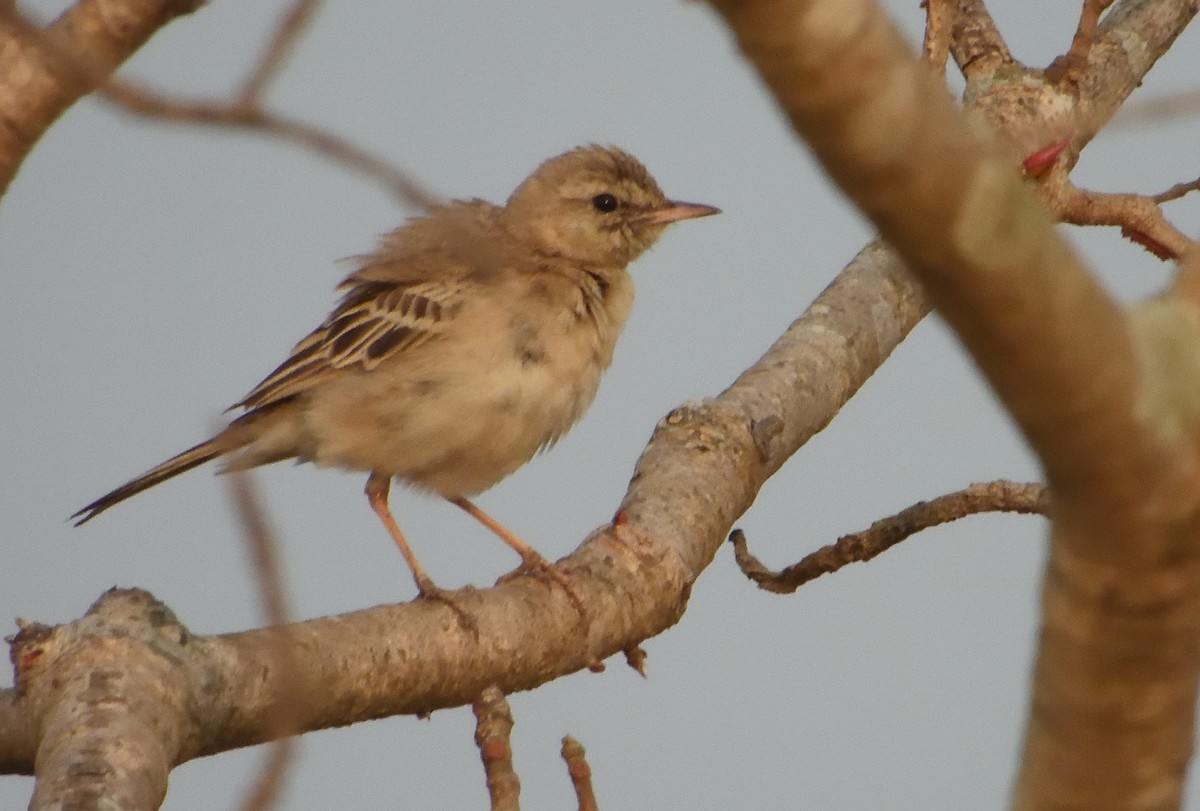 Tawny Pipit - ML646843401