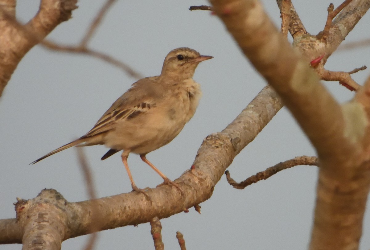 Tawny Pipit - ML646843402