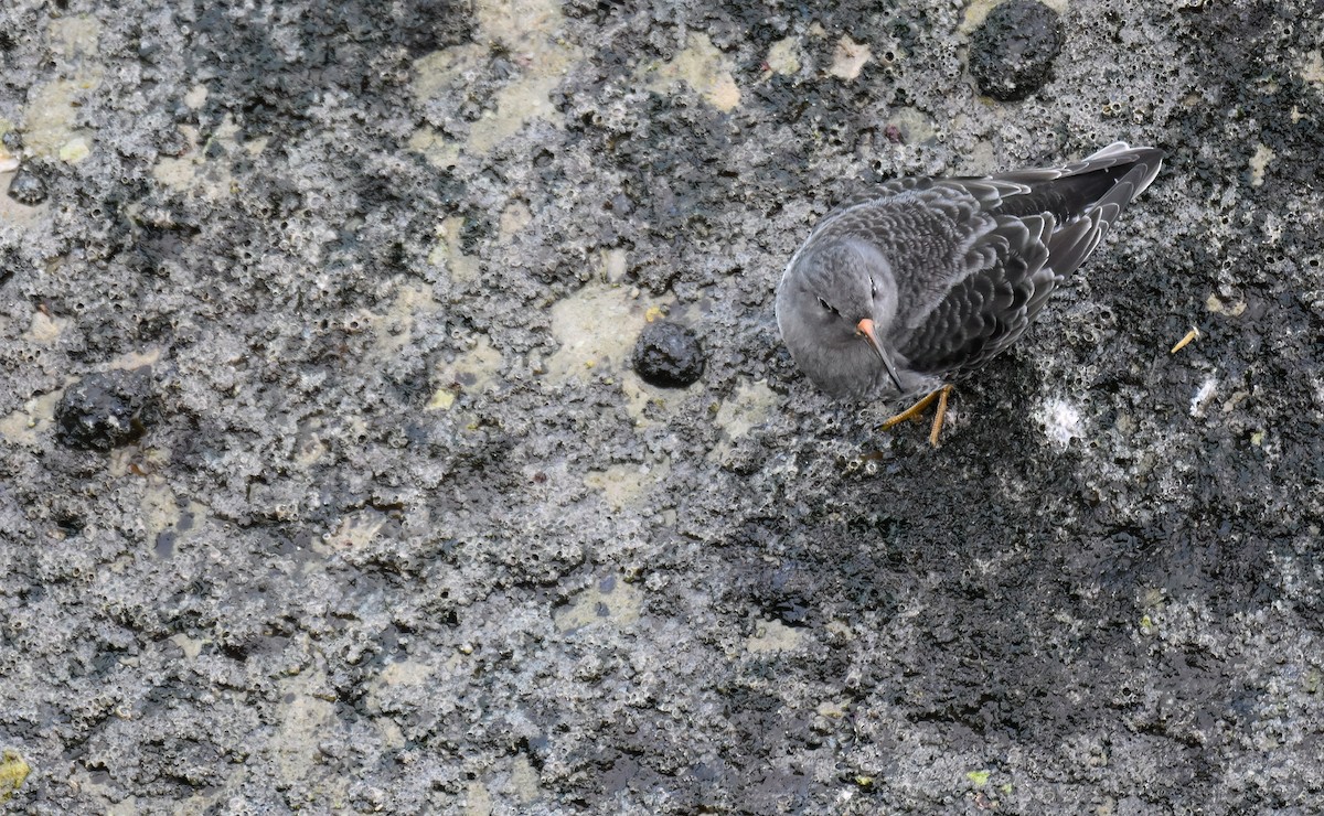 חופית ימית - ML646843403