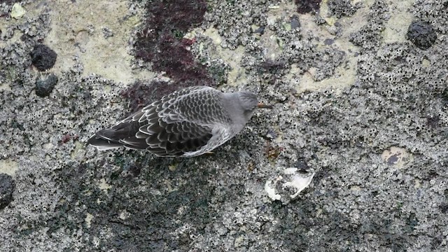 Purple Sandpiper - ML646843404