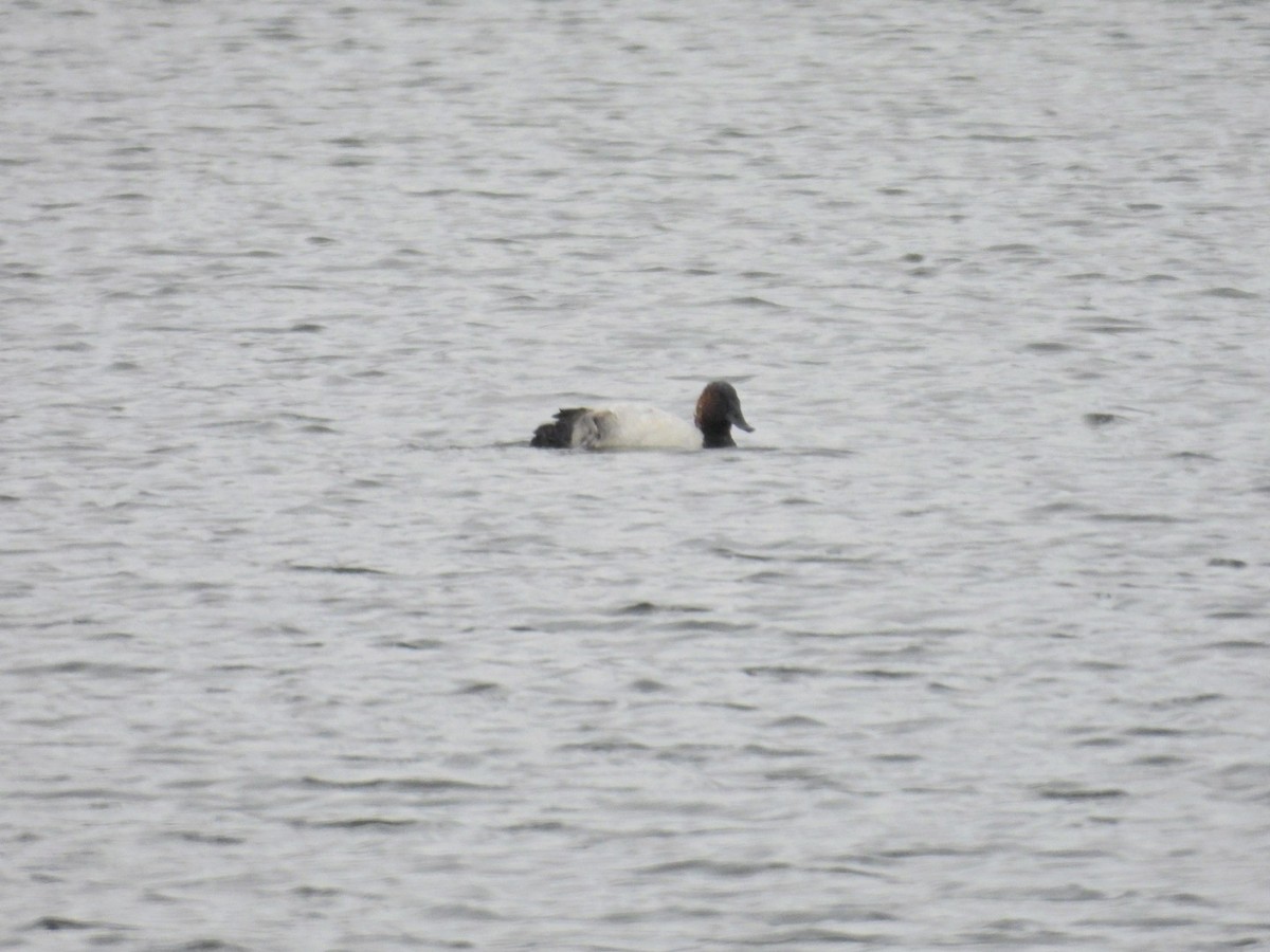 kanvasand - ML646843406