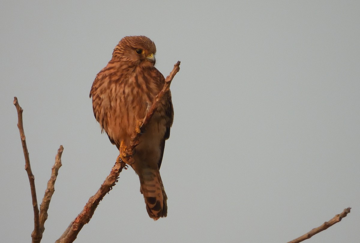 Eurasian Kestrel - ML646843407