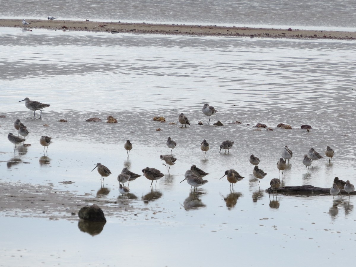 Lesser Yellowlegs - ML646843410