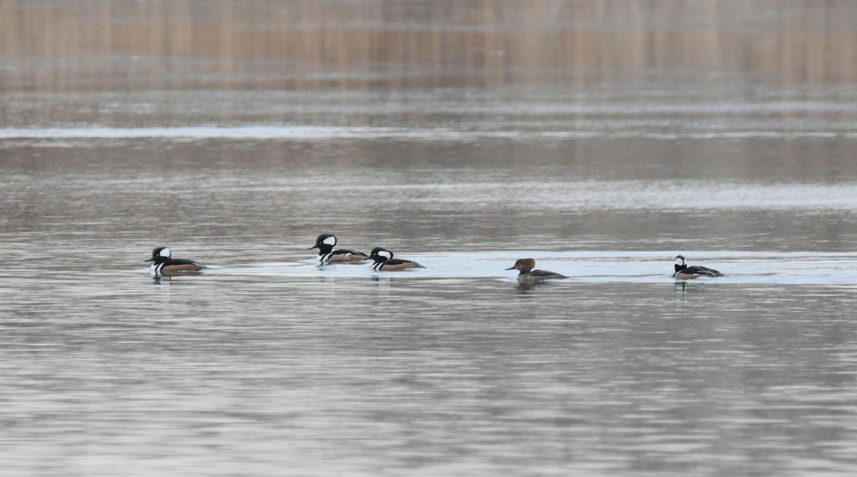 オウギアイサ - ML646843414