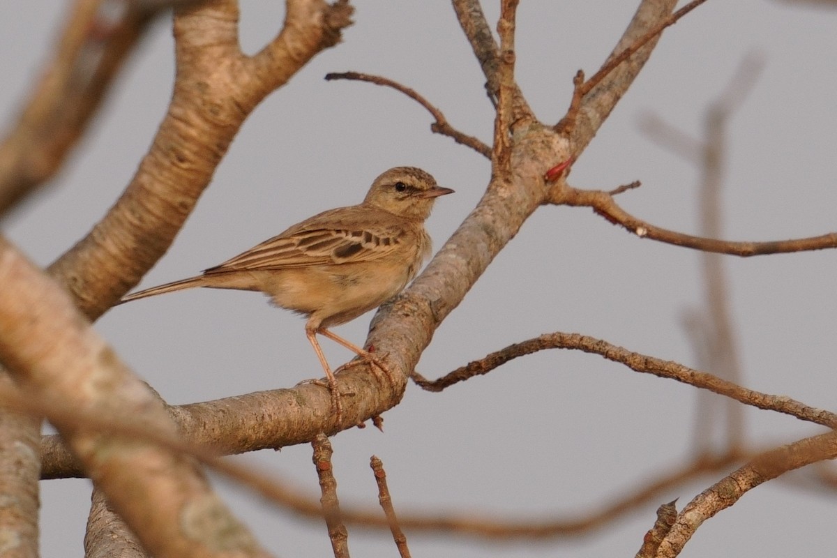 Tawny Pipit - ML646843419