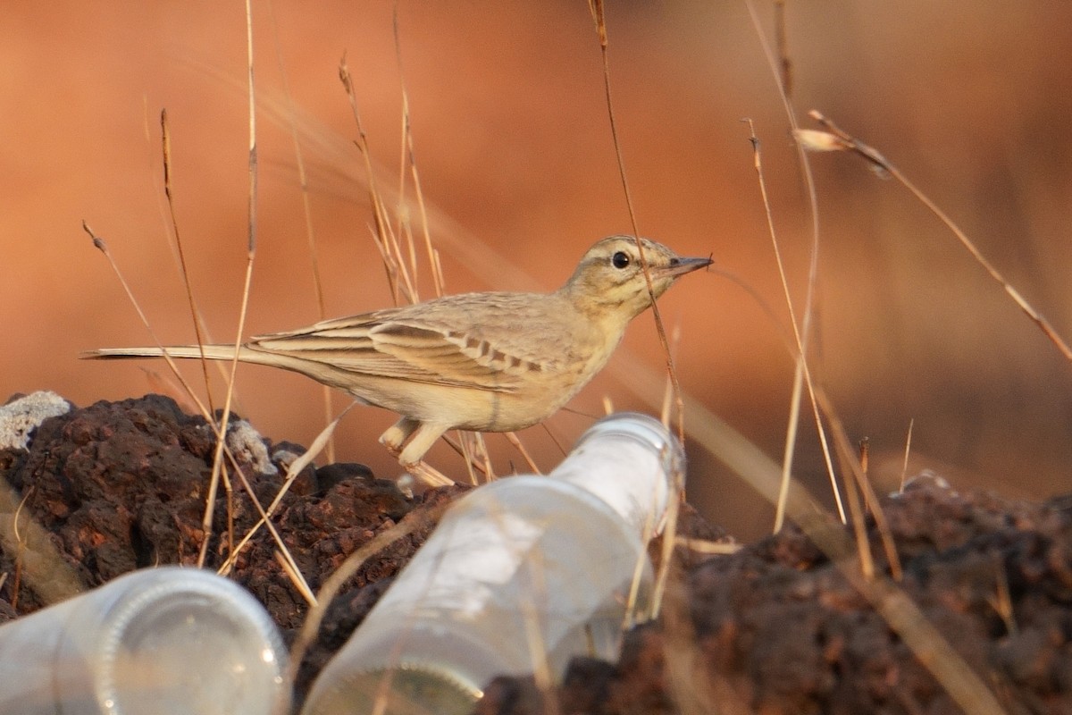 Tawny Pipit - ML646843420