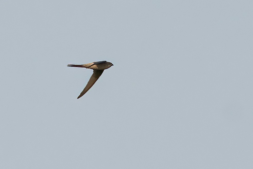Asian Palm Swift - ML646843427