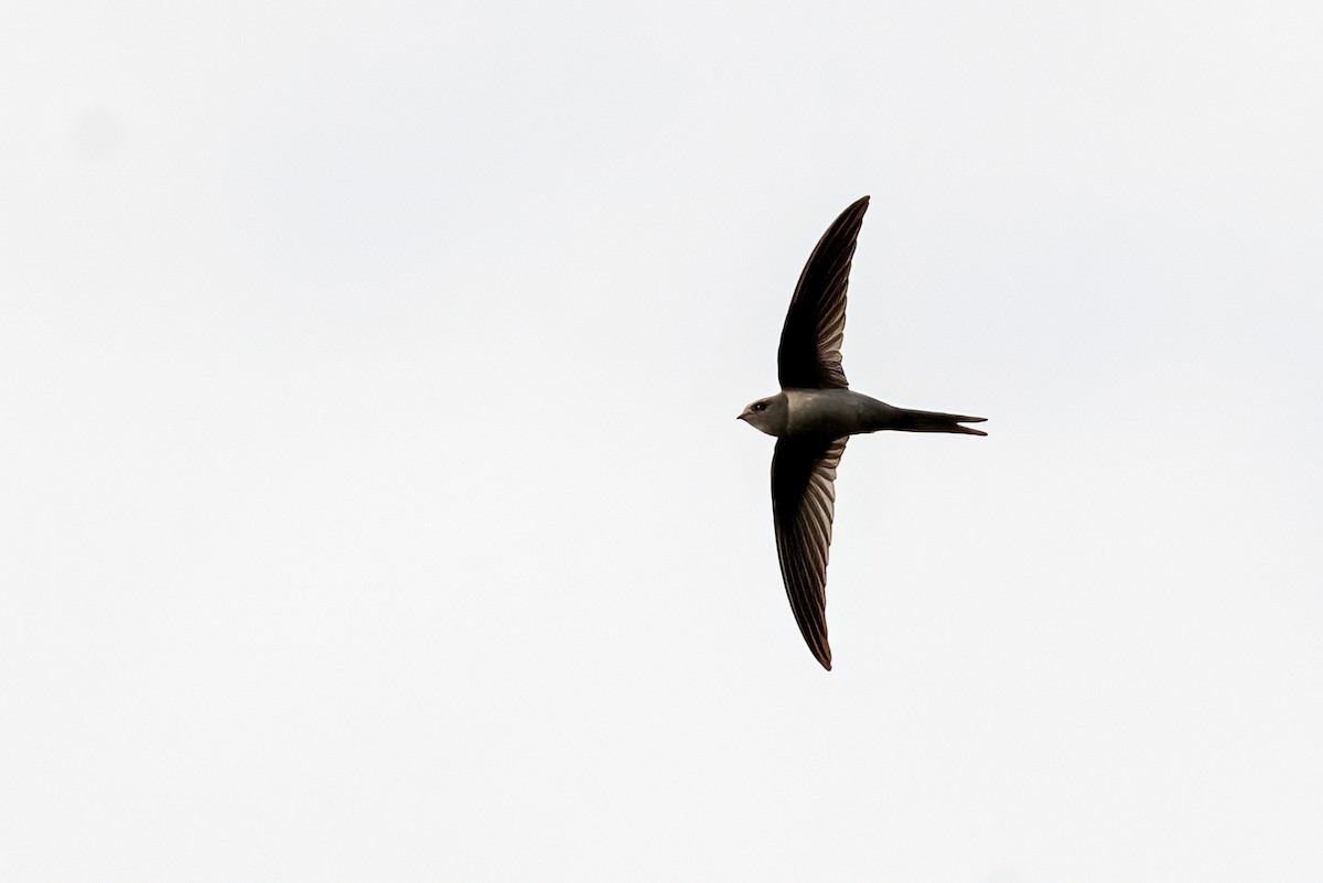 Asian Palm Swift - ML646843428
