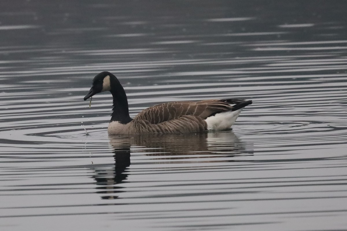 Barnacla Canadiense Grande - ML646843431