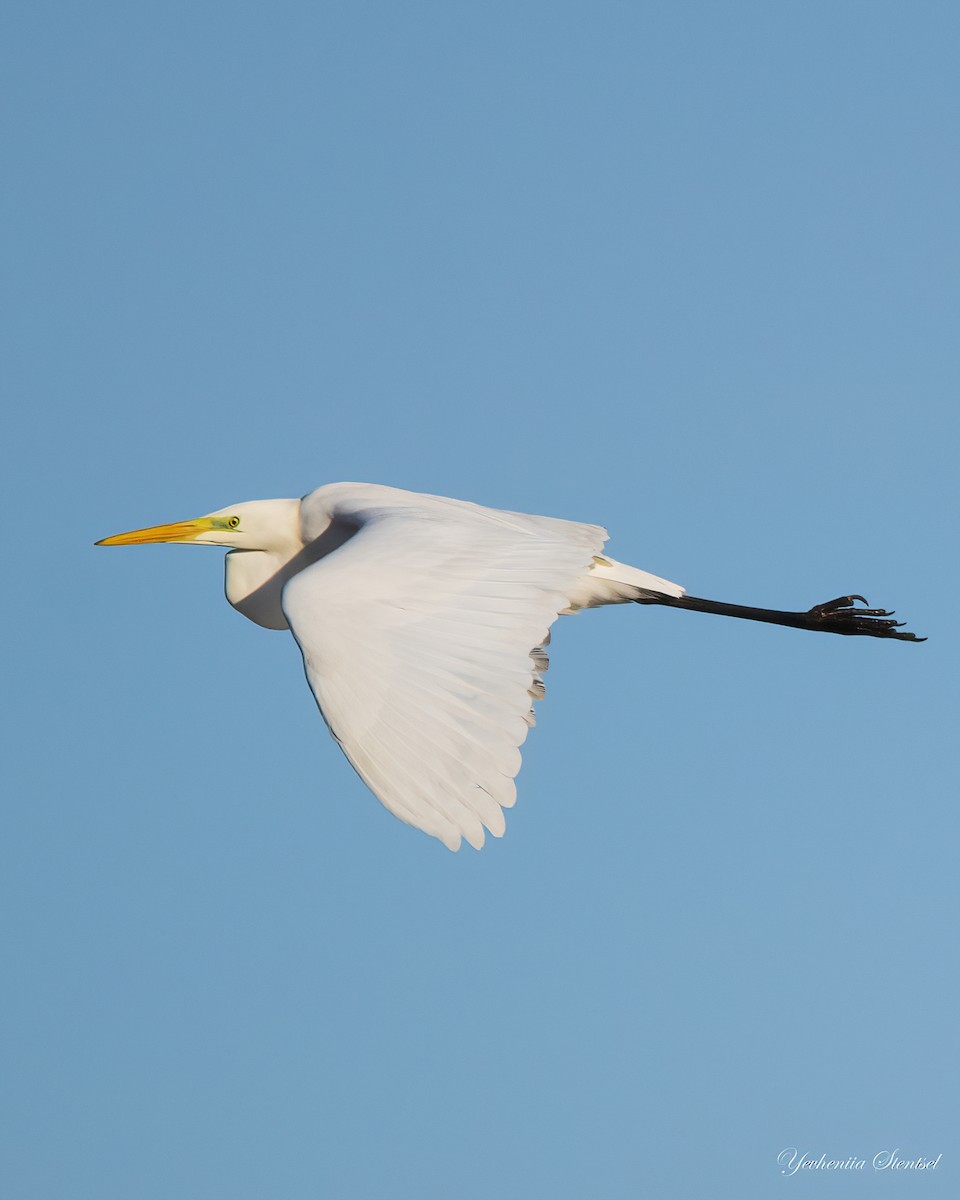 Koartza zuria - ML646843433