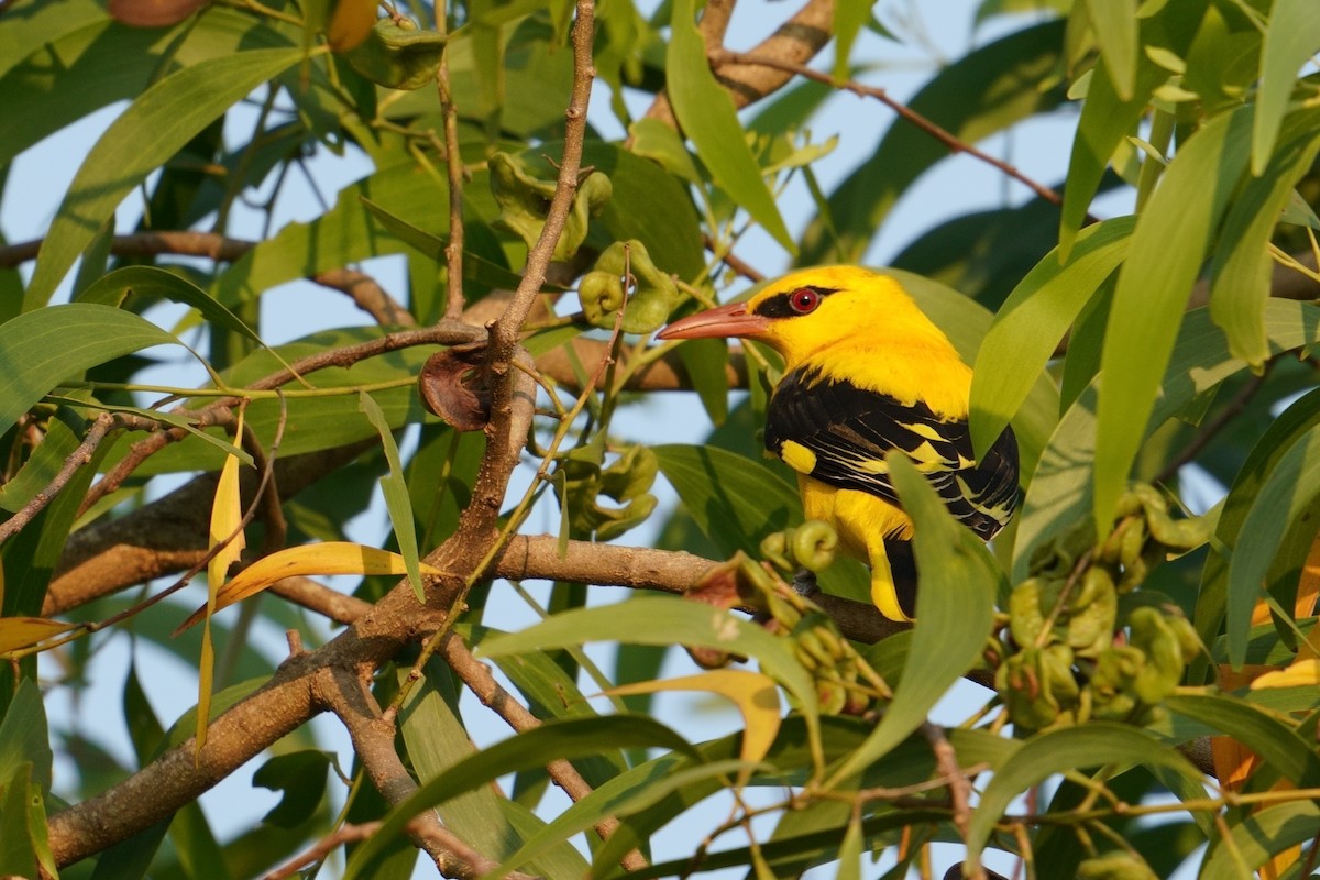 Indian Golden Oriole - ML646843435