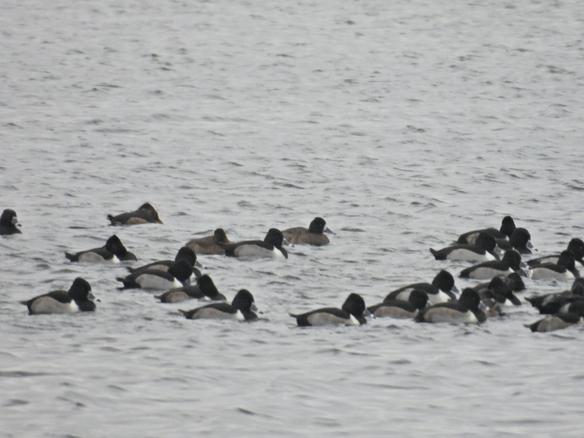 コスズガモ - ML646843436