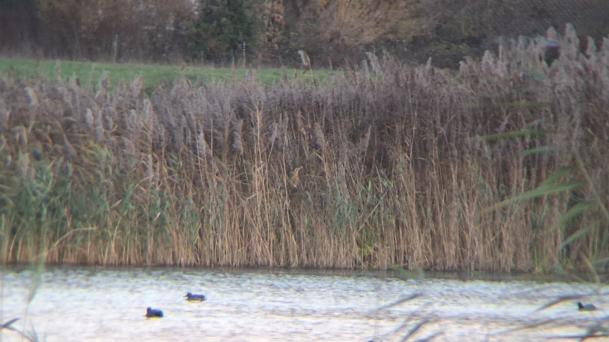 Eurasian Bittern - ML646843437