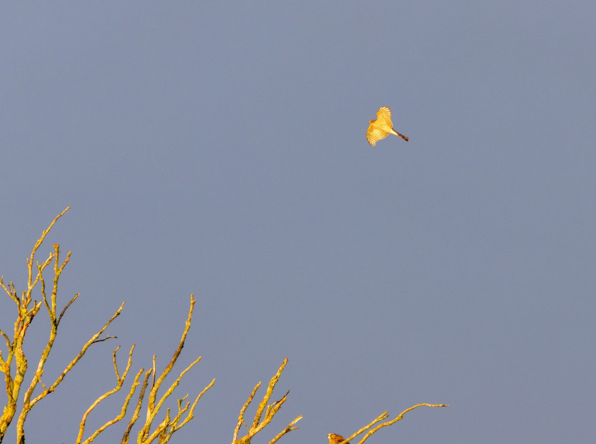 Eurasian Sparrowhawk - ML646843447