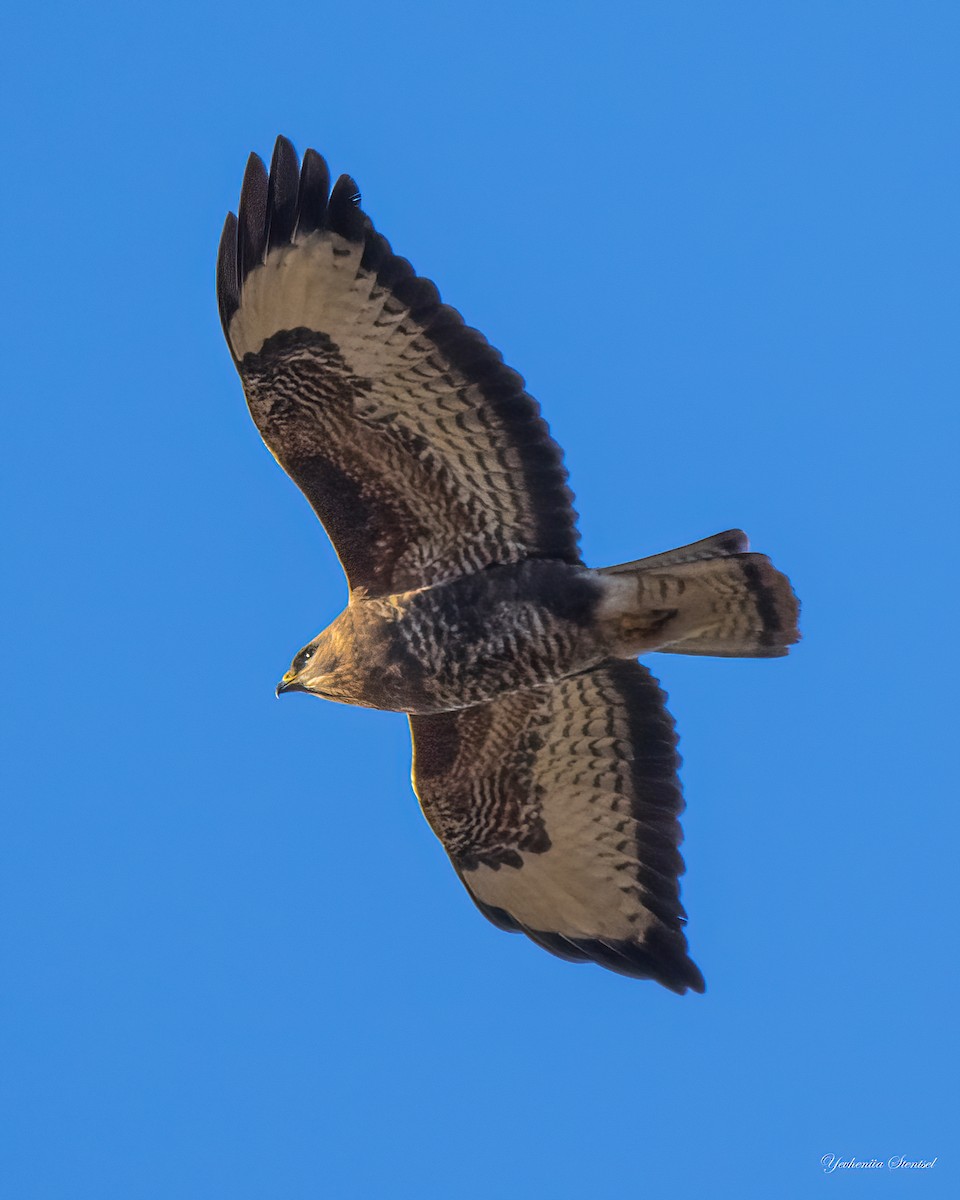 Common Buzzard - ML646843448