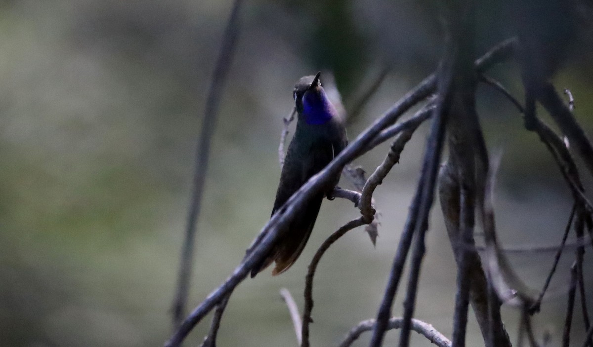 Колібрі-самоцвіт синьогорлий - ML646843451