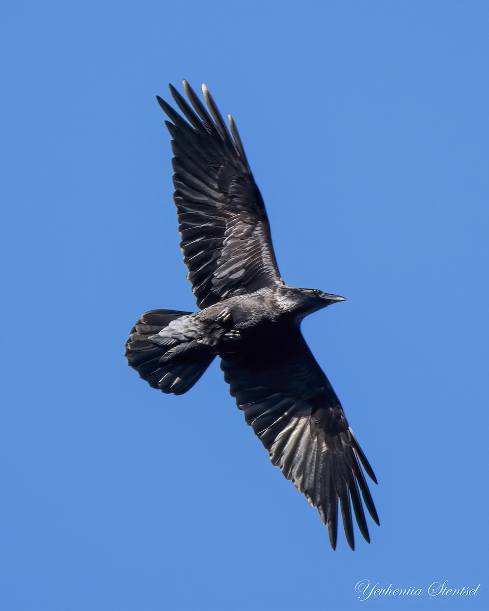 Common Raven - ML646843454