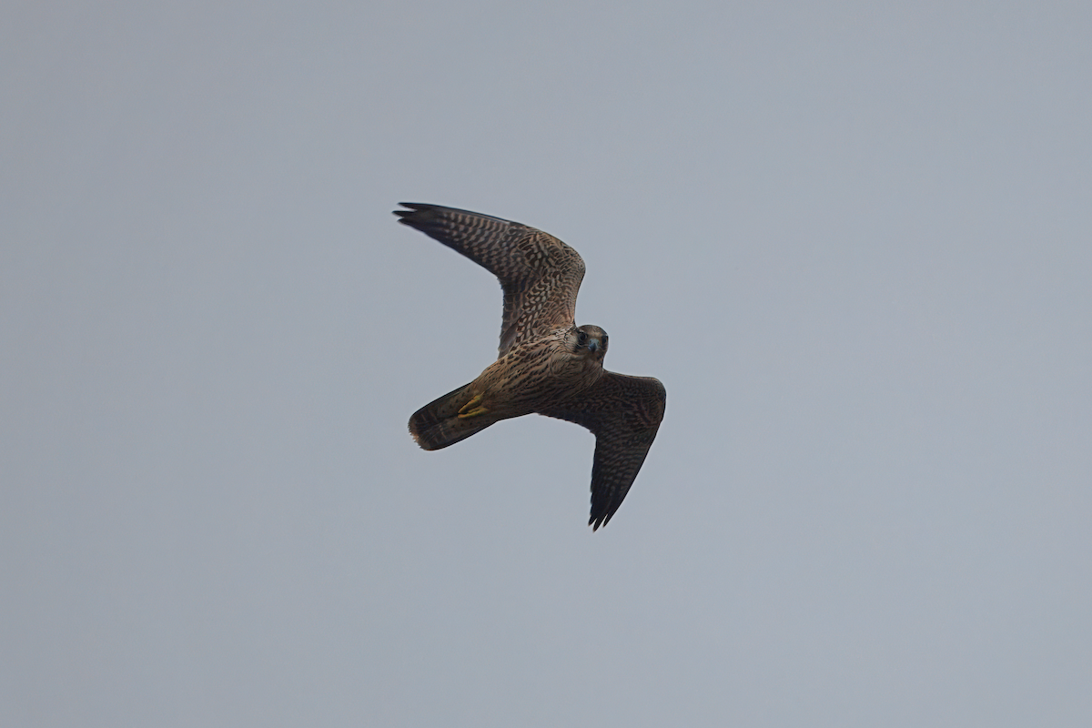 Peregrine Falcon - ML646843455