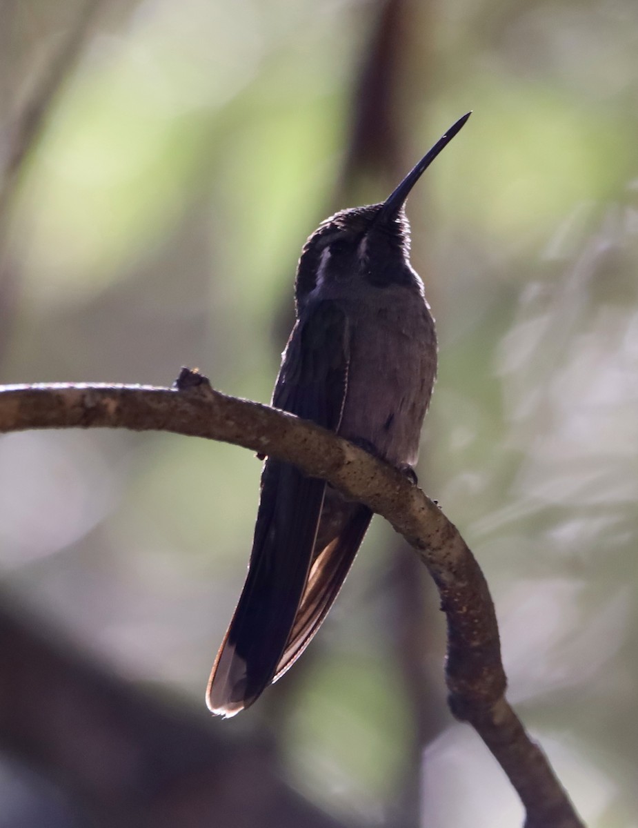 Колібрі-самоцвіт синьогорлий - ML646843457