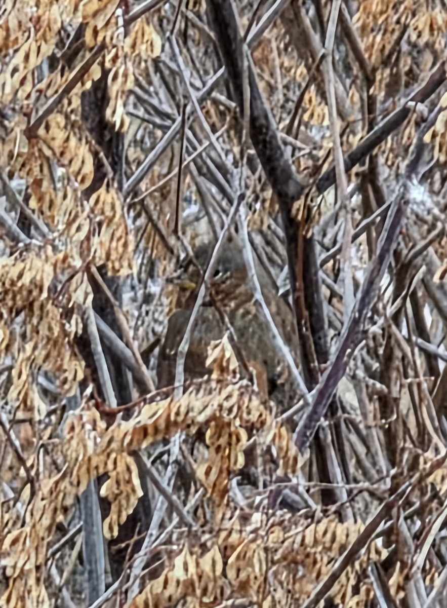 Fox Sparrow (Red) - ML646843459